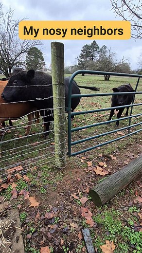 1.1K views · 46 reactions | My nosy neighbors stay posted at the fence line like they’re running Homeland Security, watching every move I make and ready to file a report if I sneeze wrong. Life on the ranch comes with built-in surveillance, and honestly…they’re better entertainment than TV. #NosyNeighbors #RanchLife #FarmComedy #BarnyardDrama #BeaverRunRanch #HomesteadHumor #CountryLiving #AnimalNeighbors #DailyLaughs #ViralVibes | Beaver Run Ranch | Facebook