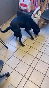 Lab Rescue OK, Inc. on Reels | Facebook