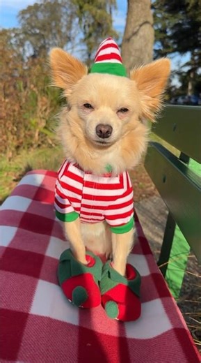 Dog is a grumpy toy store manager! #dog #dogsofyoutube #christmasdog