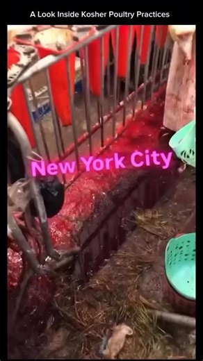 Strada Haus ©️ | This footage shows how chickens are prepared in accordance with kosher guidelines. In Jewish tradition, meat must be slaughtered in a... | Instagram