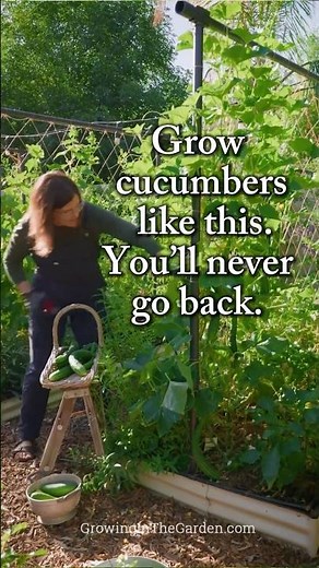 Why I Always Grow Cucumbers Vertically