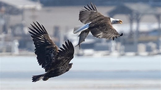 Ready for spring? You'll want these two excellent birding books