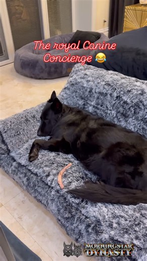 Morningstar Dynasty Pack on Instagram: "Lili is tired. It’s hard to be a working mom of 12 babies. She has staff though. Nanny watching the kids. Security watching the nanny. I watch everybody 🤗 while occasionally sleeping at night😂😂😂🐺🐾👑🖤💙♥️🧿🫶🏼 #precious #puppies #dogtrainer #gsd #germanshepherd #sohappy #blessed #grateful #dogmomlife #doglife #love #royals #whelping #puppylove #puppy #pupper #dogtraining #germanshepherdpuppy #whelping #whelpingbox #royals #babyroyals #morningstardyn