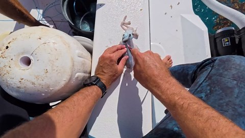 Barracuda Attacks My Face While Spearfishing