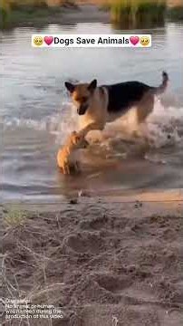 Dog Protects Animals 🥺 | Heartwarming Moments ❤️