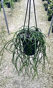 Rhipsalis Mistletoe Cactus - Cutting Piece - Etsy