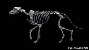 Dog Trot Cycle - Canine Skeleton on Make a GIF