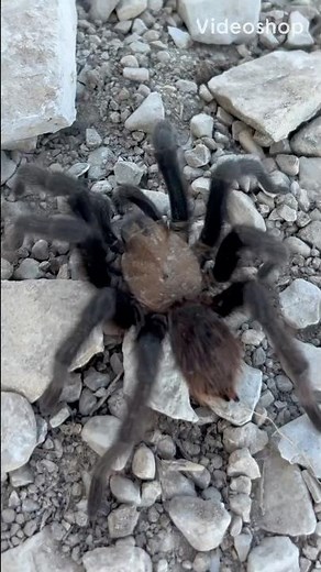 ☀️ Oklahoma Brown Tarantula Up Close #tarantula #greatplains
