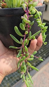 Succulent Arrangement ❤️ 💚 #succulent #succulentcare #plants #succulents #garden #succulentvarieties | Succulent Hub