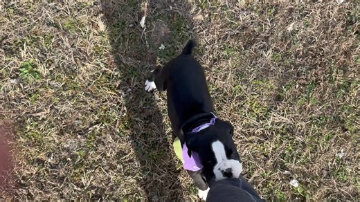 Boxer puppy for sale