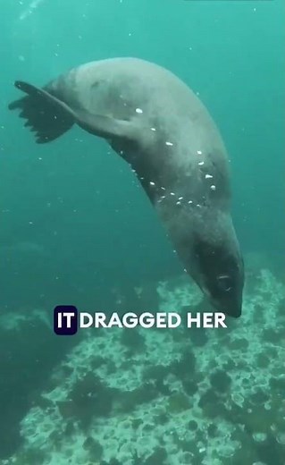 The First Human Killed by a Leopard Seal