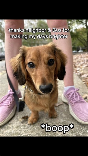 the beginning of a new friendship #fyp #fall #dogs #neighbors