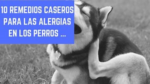10 Remedios caseros para alergias en los perros - Blog sobre Perros