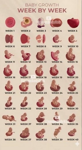Fetal Development Week by Week: The Complete 360° Journey 🤰✨ #shorts