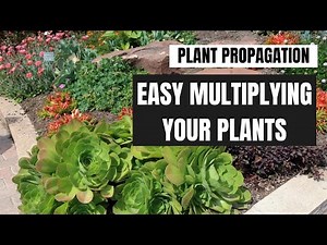Plant Propagation: Easy Methods for Multiplying Your Plants