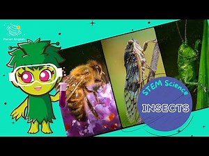 Interesting Insects | Science for Kids