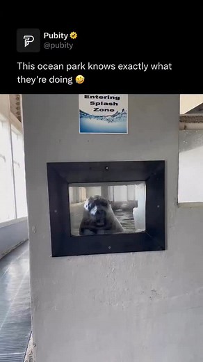 Pubity on Instagram: "🦭 Seals are marine mammals in the pinniped family, which also includes sea lions and walruses. There are more than 30 species of seals, found in oceans all over the world, from icy polar waters to temperate coastlines. The two main groups are earless seals (true seals, family Phocidae) and eared seals (sea lions and fur seals, family Otariidae). True seals lack external ear flaps and move on land by wriggling on their bellies, while eared seals have small external ears and