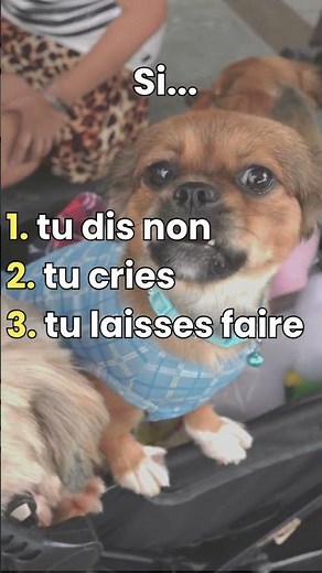 Ton chien aboie ? c’est souvent involontairement ta faute !