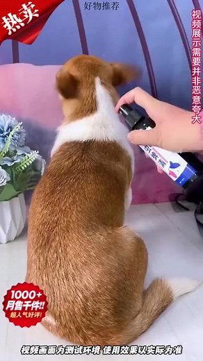 爱宠的必备工具，宠物虱蚤清，全面保护，清除宠物虱蚤，让爱宠更舒适。