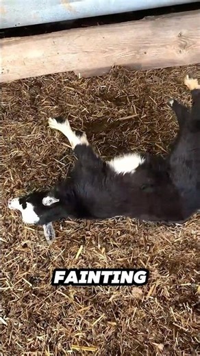The Crazy Science Behind Fainting Goats