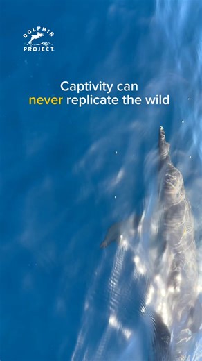 Captivity is not conservation. We can work together to keep dolphins wild and free! #wilddolphins #dolphinproject #dolphins | Dolphin Project