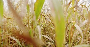 Closeup on leaves of organic corn growing on plantation. Agriculture for food industry. Camera point of view farmer walking through corn field.