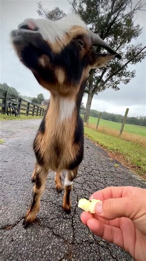 Who needs ASMR when you have a goat eating a green apple? 😄🍏 #goat #babygoats