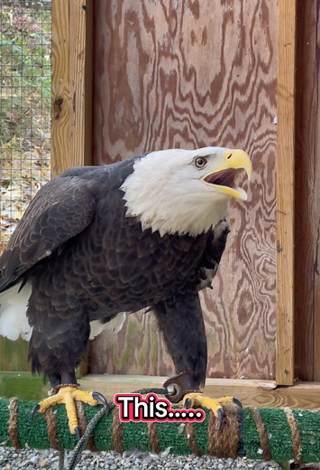 Fun Fact Friday: The sound of a bald eagle vs a red tailed hawk. Thank you Aurora, Amelia and Maple for your vocalizations for this video clip! #eagle #baldeagle #aurora #scream #vocalize #hawk #redtailedhawk #amelia #maple #hollywood #funfactfriday #dayinthelife #lovethisgirl #lovemyjob