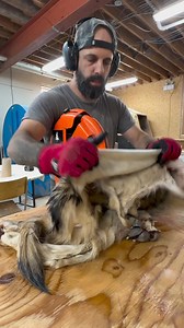 100K views · 1K reactions | Batch of coyotes, wolves and a few fishers. #wolf #wolves #coyote #hunt #hunting #trapping #trapline #outdoors #fur #realfur #timberwolves #sudburywolves #wolfhunting #fisher | Fur The North | Facebook