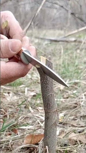 Pro Tree Grafting Technique! ✨ Boost Your Garden 🚀 #bushcraft #edc #survival