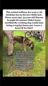 Retired Military K9 Wears 7th Birthday Hat After Handler Adopts Him