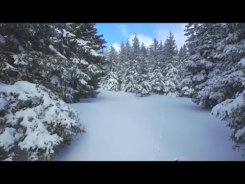 Central Texas’ cedar pollen explosion explained