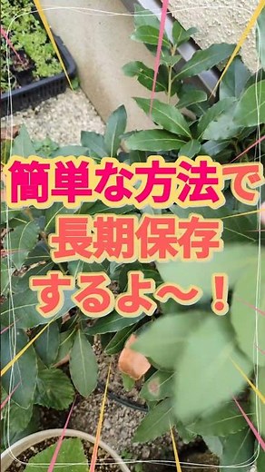 簡単！！ローリエ（月桂樹）をお手軽保存する#家庭菜園 #ローリエ#月桂樹#しょーと #shorts