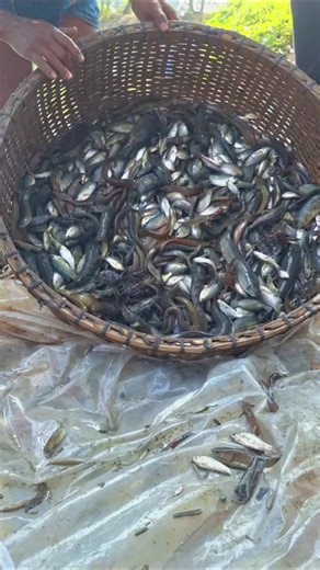 Catch Native Fish from Beel Pond: Fishing Adventure