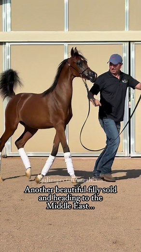 #arabian #filly #sold #livingthedream #Congratulations #export #marketing #equine #horse #beauty | Julie Spectrum Arabians