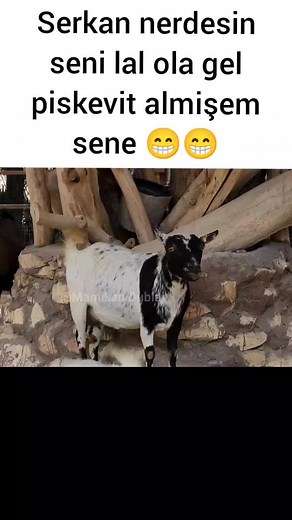 Playful Young Goat in Rustic Farm Setting