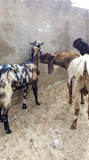 Funny Goats Jumping and Playing 😂🐐 | Crazy Farm Moments #short