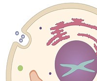 Endocytosis and Exocytosis; Clathrin Coated Pits and SNAREs