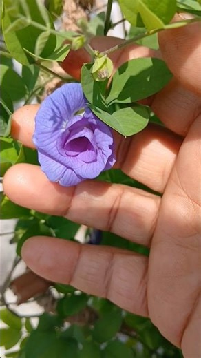 purslane plant cutting propagation #shorts #plants #gardening #ytshorts