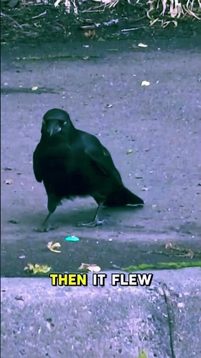 Genius Crow Uses Car Traffic to Crack a Walnut. #wildlife#problem-solving#viralvideo#nature#animals