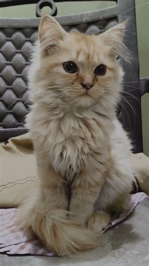 One Direction❌One Cat✅#youtubeshorts #cat #shorts #beautiful #love #youtube #cats #subscribe #like