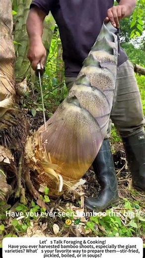 Harvesting Giant Bamboo Shoots – A Forest Treasure! 🎋🌿