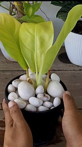 Golden philodendron propagation and care 🌱 #philodendron #philodendronpropagation #philodendroncare #garden #reels #trendingreelsvideo #trendingreel #trendingnow | Gardening Ideas