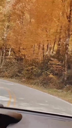 ✨💛🍂 . . . #rusticpages #ofwhimsicalmoments #myseasonalstory #aseasonalshift #slowandsimpledays #daysofsmallthings #alittlebeautyeveryday #simpleandstill #myeverydaymagic #theslowdowncollective #ofquietmoments #livemoremagic #seeksimplicity #cozyaesthetic #autumnvibes #autumnaesthetic #autumnmood #autumncommunity #autumnvibes🍁 #autumnleaves #autumnweather #autumndays #autumntime #autumnlover #fallseason #fallfoliage #fallaesthetic #naturelovers | Rustic Pages