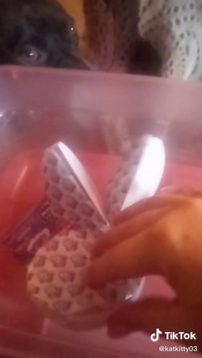 Kat Kitty (@katkitty03)’s videos with original sound - Kat Kitty