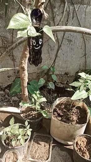 #motivation #terracegardenindia #dragonfruitplant #facts #dragonfruitplant #plantcare