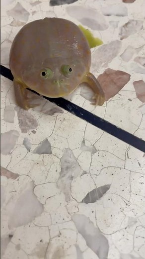 screaming budgett‘s frog 🐸😡 #frog #cute #animals