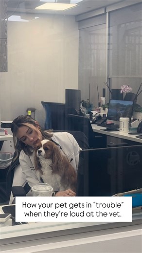 Nicole Fein, DVM, DACVIM on Instagram: "The benefit of being this cute is when you’re naughty you can come hang out in the doctor’s office! #veterinarian #vetmed #thefeinvet #cutenessagression #fyp"