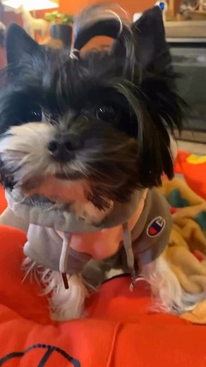 I’m not sorry …LUNA PETIT🐾♥️ | 𝐋𝐔𝐍𝐀&𝐃𝐎𝐋𝐂𝐄