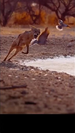 Fox hunting a Birds#fox #hunting #wildlife